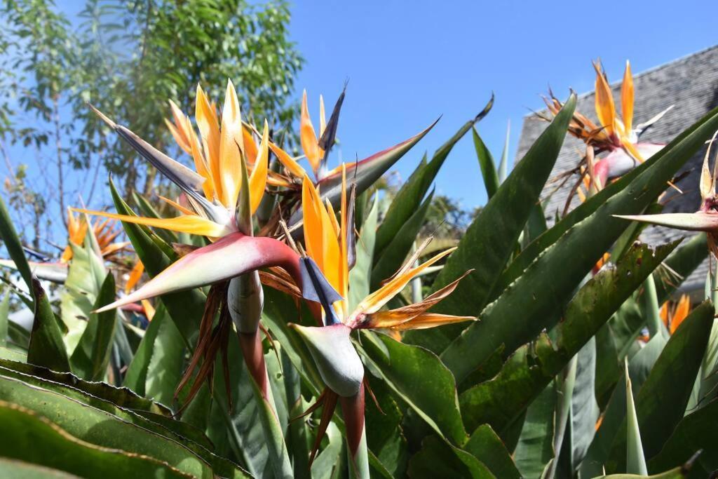 Le Strelitzia 1 Daire Cilaos Dış mekan fotoğraf